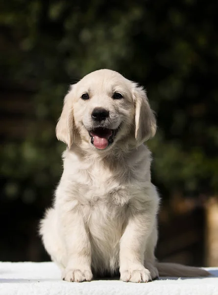 Küçük sevimli köpek yavrusu cins Golden Retriever — Stok fotoğraf