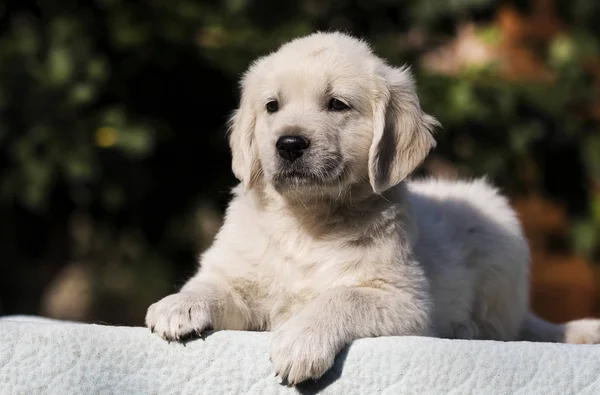 小可爱的小狗品种金毛猎犬 — 图库照片