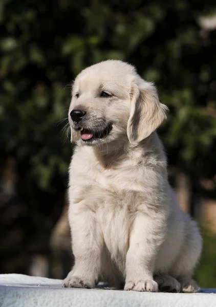 小可爱的小狗品种金毛猎犬 — 图库照片