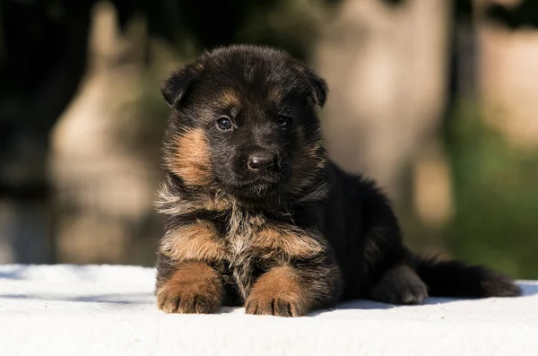 Pequeño cachorro crianza pastor alemán — Foto de Stock