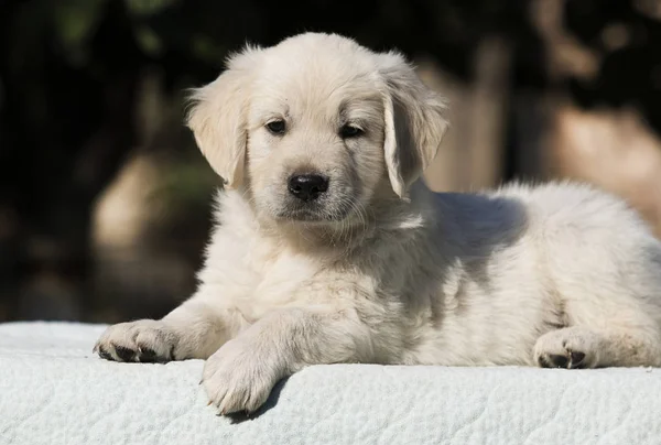 小可爱的小狗品种金毛猎犬 — 图库照片