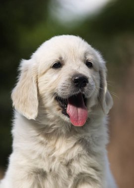 köpek cins altın retriever görünüyor