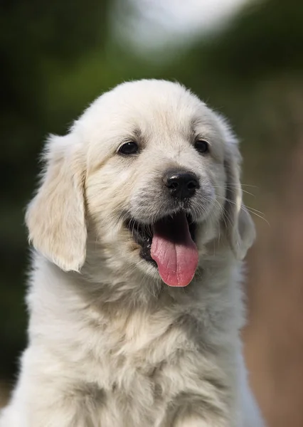 Köpek cins altın retriever görünüyor — Stok fotoğraf