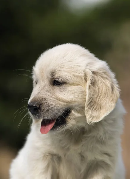 Szczeniak rasy Golden Retriever wygląda — Zdjęcie stockowe