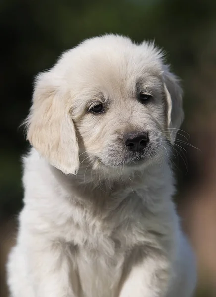 子犬品種ゴールデンレトリバールックス — ストック写真