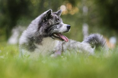 yeşil çim üzerinde japon akita inu köpek