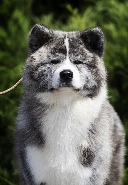 Japonês akita inu cão olhando — Fotografia de Stock