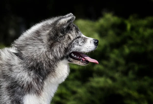 Japoński akita inu pies patrząc bokiem — Zdjęcie stockowe