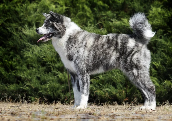 Giapponese akita inu cane guardando lateralmente — Foto Stock