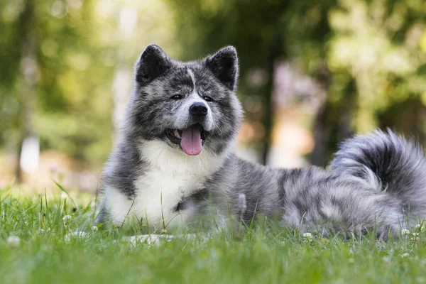 緑の草の上の日本の秋田犬犬 — ストック写真