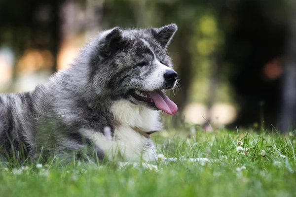 Japanese akita inu dog on green grass — Stock Photo, Image