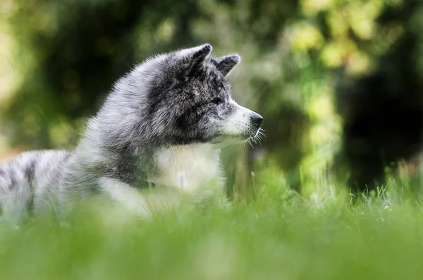 Japán Akita Inu kutya zöld fű — Stock Fotó