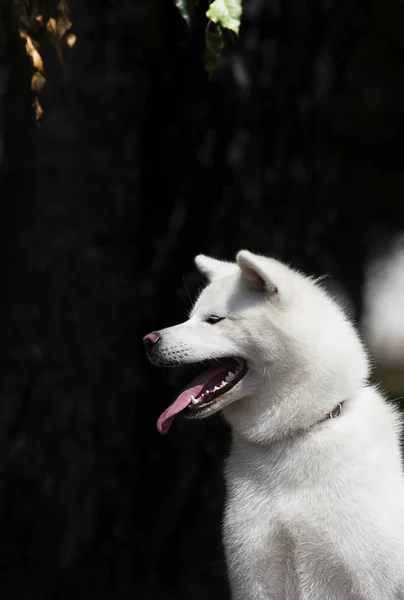 白い犬の品種日本の秋田犬アウトドア — ストック写真