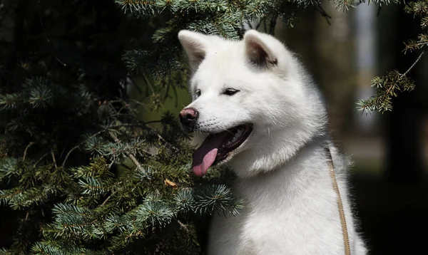 Bianco cane razza giapponese akita inu all'aperto — Foto Stock