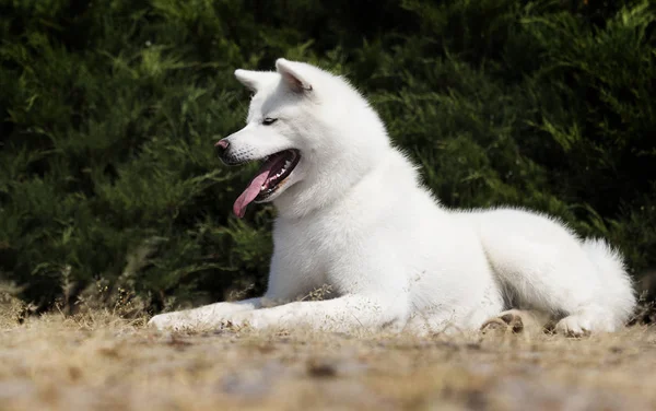Біла порода собак японська acita inu на відкритому повітрі — стокове фото