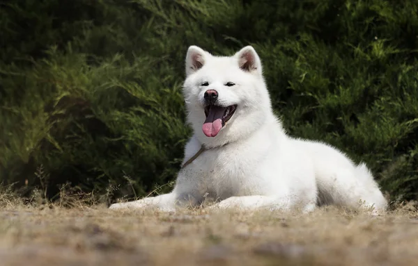 Bílý pes plemeno japonská Akita inu venku — Stock fotografie