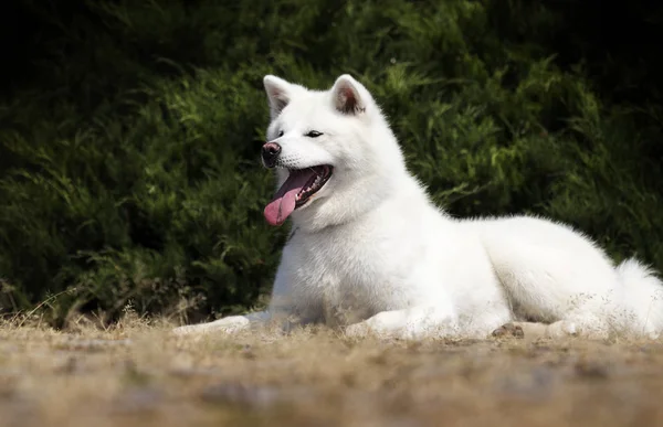 Порода белых собак японская akita inu на открытом воздухе — стоковое фото