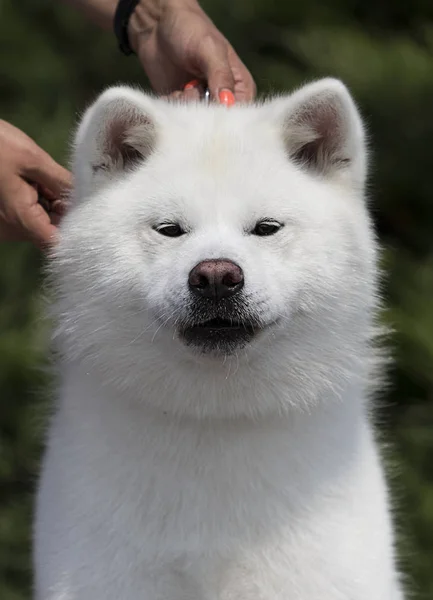 Vit hund rasen japanska Akita Inu utomhus — Stockfoto