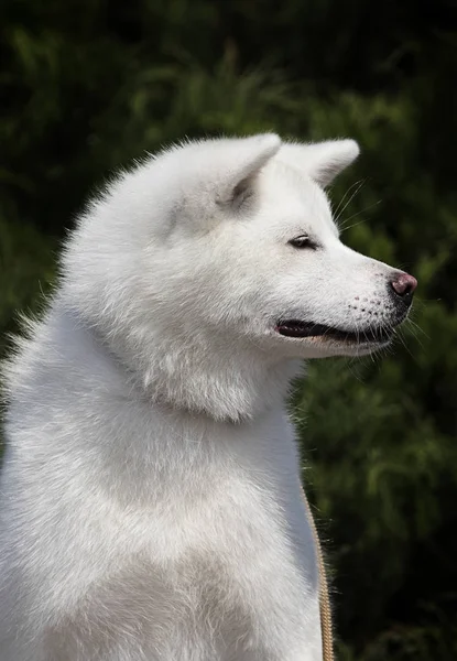 White dog breed japanese akita inu outdoors — Stock Photo, Image