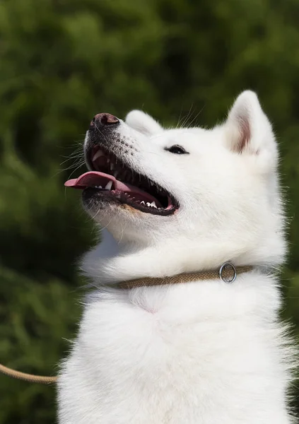 Vit hund rasen japanska Akita Inu utomhus — Stockfoto