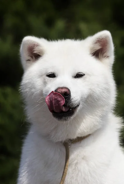 Beyaz köpek ırkı japon akita inu açık havada — Stok fotoğraf