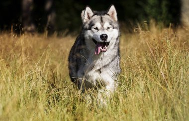 köpek ırkı Alaskan Malamute yaz aylarında açık havada