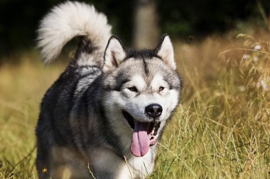 köpek ırkı Alaskan Malamute yaz aylarında açık havada