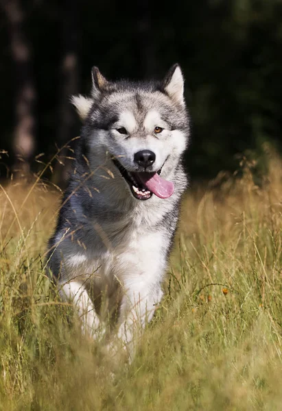 Hondenras Alaskan Malamute buitenshuis in de zomer — Stockfoto