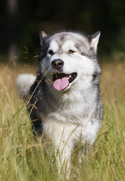 Dog breed Alaskan Malamute outdoors in summer — Stock Photo, Image