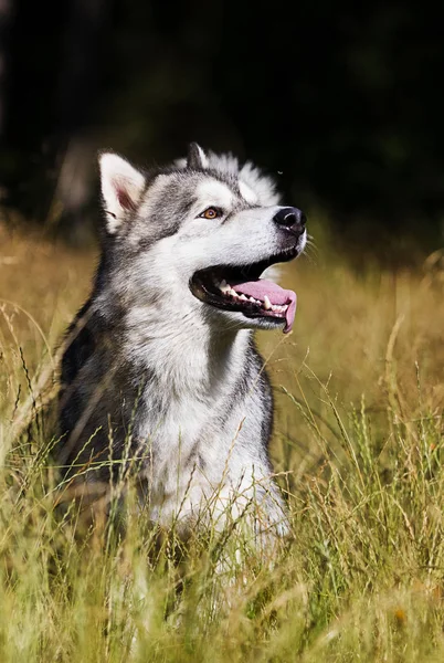 Pies rasy Alaskan Malamute na zewnątrz w lecie — Zdjęcie stockowe