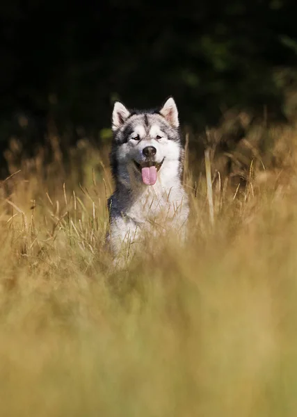 Kutya fajta alaszkai Malamute szabadban nyáron — Stock Fotó