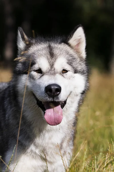 Pies rasy Alaskan Malamute na zewnątrz w lecie — Zdjęcie stockowe