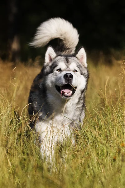 Köpek Alaskan Malamute yaz aylarında açık havada — Stok fotoğraf