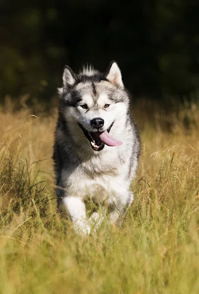 Pies rasy Alaskan Malamute na zewnątrz w lecie — Zdjęcie stockowe