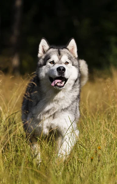 Σκύλος φυλή Αλάσκα Μαλαμούτ σε εξωτερικούς χώρους το καλοκαίρι — Φωτογραφία Αρχείου