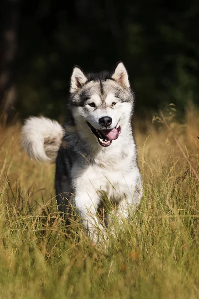 Hund rasen Alaskan Malamute utomhus på sommaren — Stockfoto