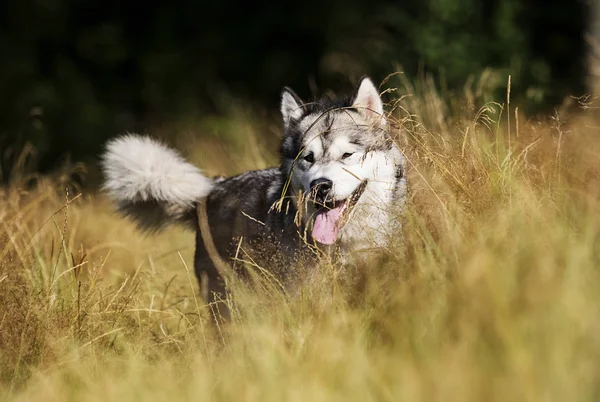 Cane razza Alaskan Malamute all'aperto in estate — Foto Stock