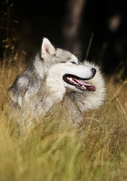 Σκύλος φυλή Αλάσκα Μαλαμούτ σε εξωτερικούς χώρους το καλοκαίρι — Φωτογραφία Αρχείου