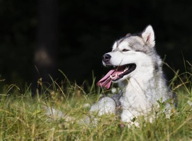 köpek ırkı Alaskan Malamute yaz aylarında açık havada