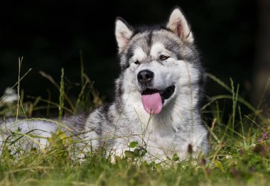köpek ırkı Alaskan Malamute yaz aylarında açık havada