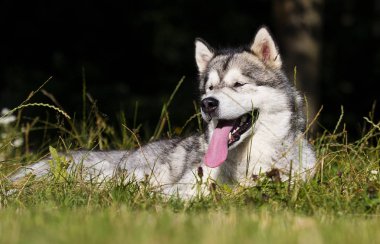köpek ırkı Alaskan Malamute yaz aylarında açık havada