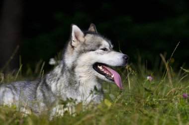 köpek ırkı Alaskan Malamute yaz aylarında açık havada