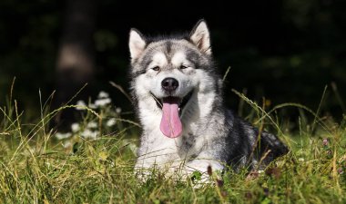 köpek ırkı Alaskan Malamute yaz aylarında açık havada