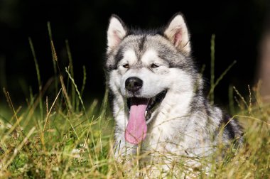 köpek ırkı Alaskan Malamute yaz aylarında açık havada