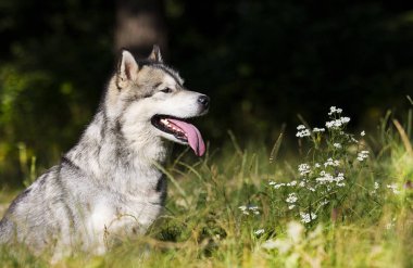 köpek ırkı Alaskan Malamute açık havada