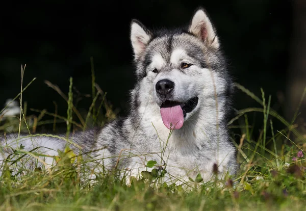 Dog breed Alaskan Malamute outdoors in summer — Stock Photo, Image