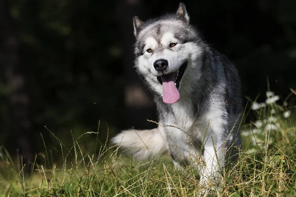 Kutya fajta alaszkai Malamute szabadban nyáron — Stock Fotó