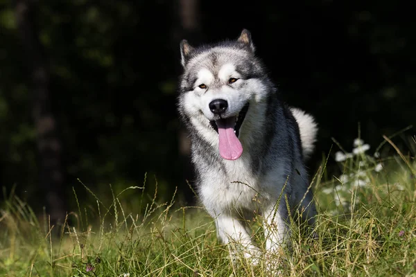 Hondenras Alaskan Malamute buitenshuis in de zomer — Stockfoto