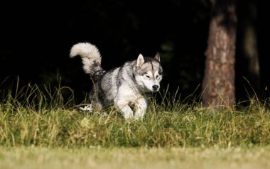 çim Alaskan Malamute cins köpek