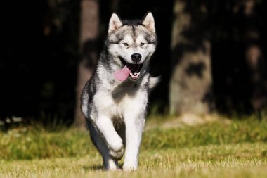 çim Alaskan Malamute cins köpek